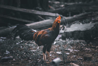 Close-up of a bird on land