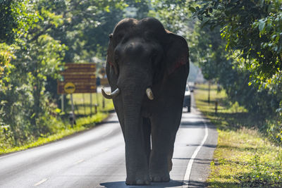 Rear view of man standing by road against trees