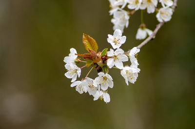 Close-up of insect on white flower