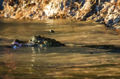 View of caiman swimming in river