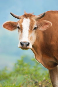 Portrait of cow