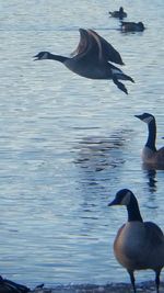 Bird in water