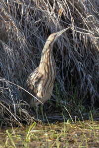 Close-up of a bird