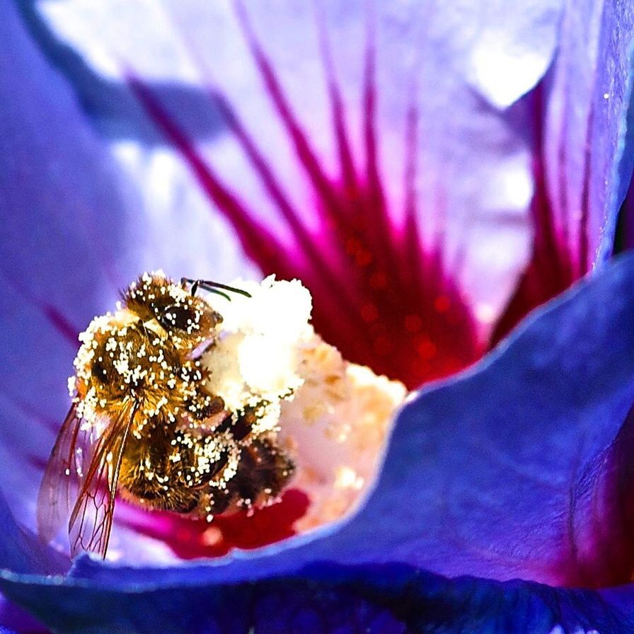 flower, petal, freshness, fragility, flower head, beauty in nature, growth, close-up, pollen, nature, purple, blooming, stamen, in bloom, blossom, selective focus, plant, springtime, botany, focus on foreground