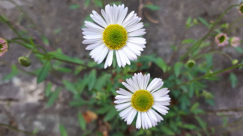 Close-up of white daisy flower on field