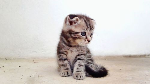 Cat looking away while sitting on white wall