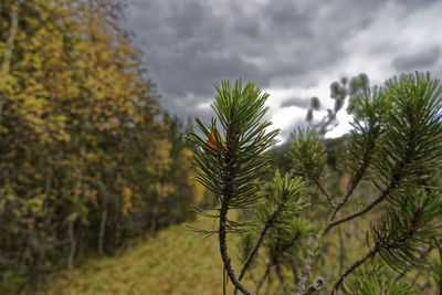 Close-up of pine tree on field against sky