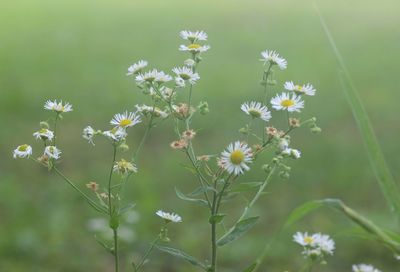 Flowers blooming outdoors