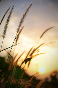 Close-up of grass against sky during sunset