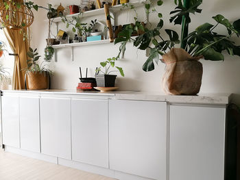 White cabinet with houseplants in room. home decor and tree lover concept