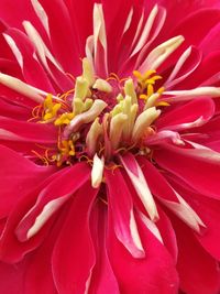 Close-up of day lily blooming outdoors