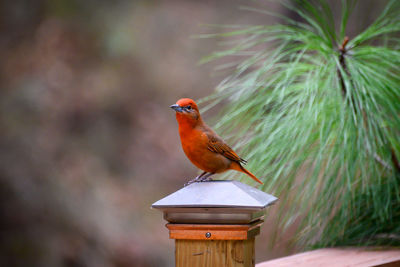 Close-up of bird perching on wood