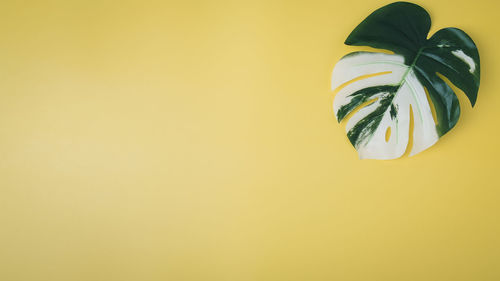 Close-up of yellow plant against wall