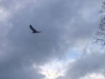 Low angle view of bird flying against sky