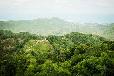 Scenic view of forest