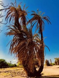 Palm trees against clear blue sky