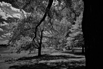 Trees in park