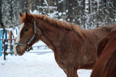 Horse on snow covered tree