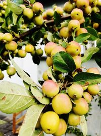 Low angle view of fruits growing on tree