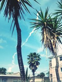 Low angle view of palm tree