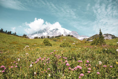 Scenic view of field against sky