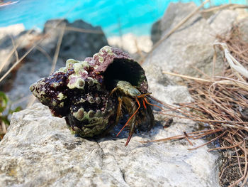 Close up of hermid crab at the beach in front of the adriatic see in croatia