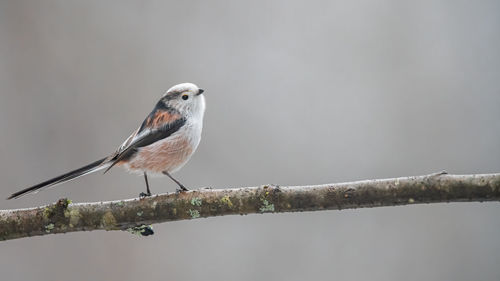 Bird perching on a branch