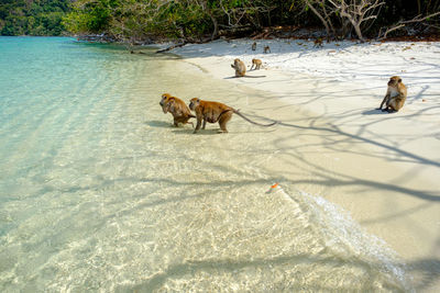 High angle view of dogs in water