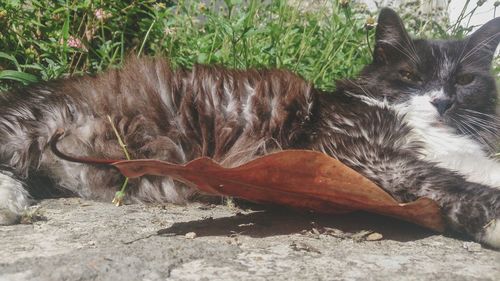 Cat lying on a field