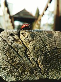 Close-up of insect on wood