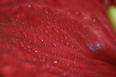 Close-up of wet red rose