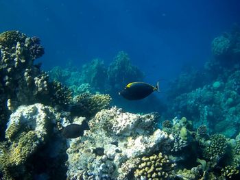 Beautiful tropical fish, marsa alam, egypt