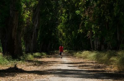 Road passing through forest