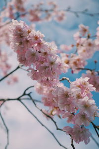 Close-up of cherry blossom