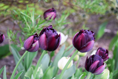 Close-up of purple tulips