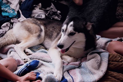 High angle view of siberian husky resting on bed at home