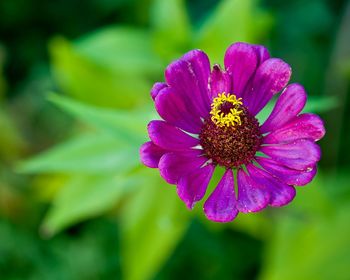 Close-up of pink flower