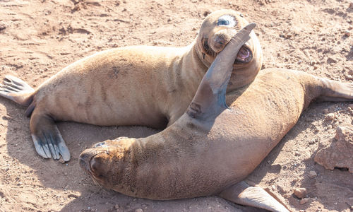 Close-up of seals on sand