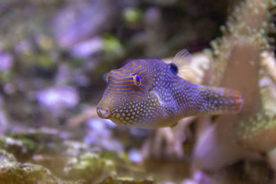 Close-up of fish swimming in sea