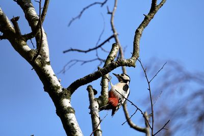 Woodpecker hanging on a birch branch against a blue sky