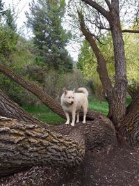 Portrait of sheep standing on tree trunk in forest