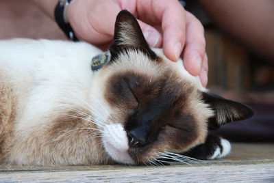 Close-up of hand with dog