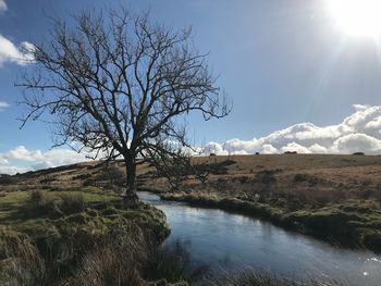 Bare tree on landscape against sky