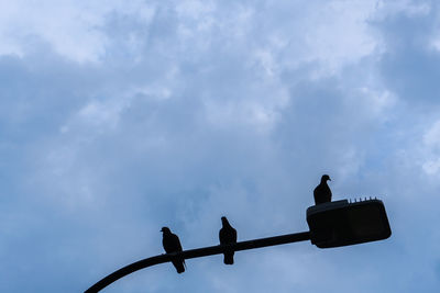 Low angle view of birds perching on the sky