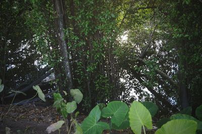 Trees growing in forest