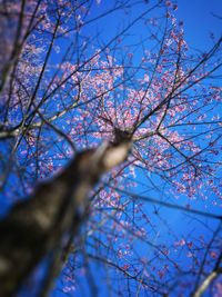 Low angle view of blossom tree against blue sky