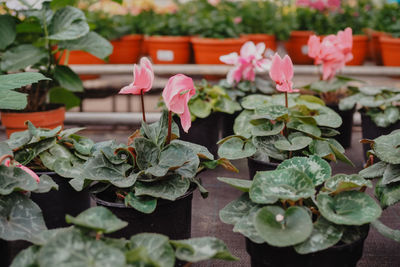 Close-up of pink flowering plants