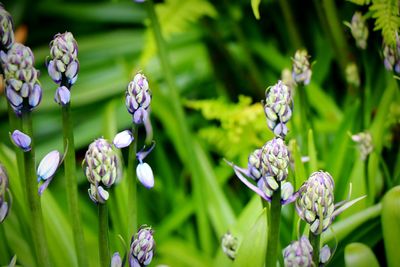 Close-up of purple flowers