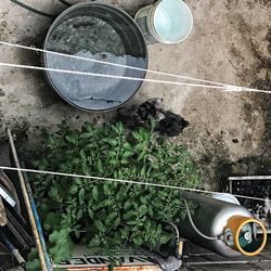 High angle view of plants