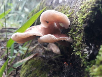 Close-up of mushrooms growing on land